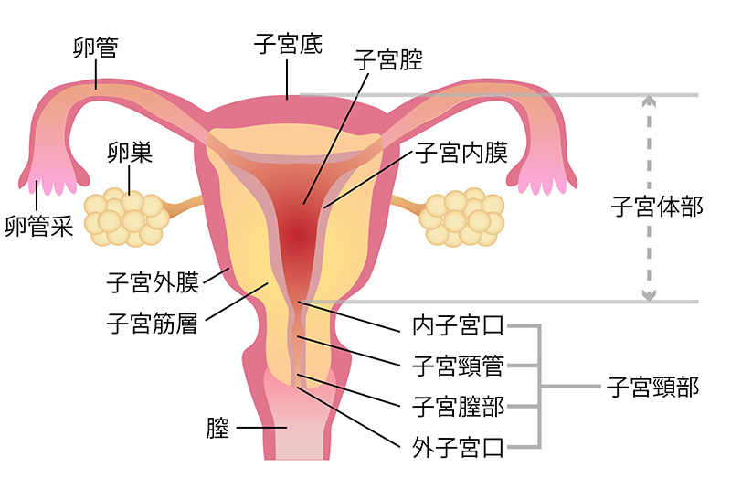 子宮頸がん