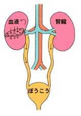 慢性腎臓病